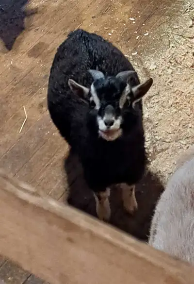 purebred African pigmy (male), View more