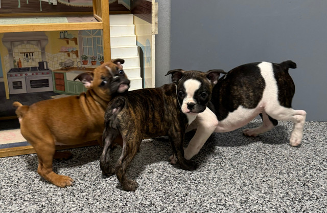 Boston (Cross) in Dogs & Puppies for Rehoming in Lethbridge - Image 3