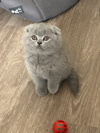 Purebred Scottish Fold & British Shorthair Kittens