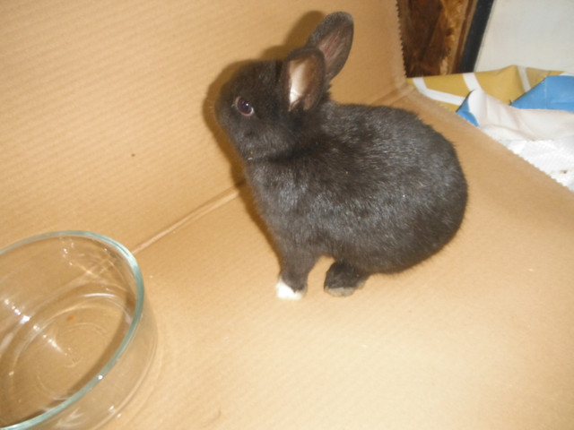 lapin nain A $40 dans Autres animaux à adopter  à Longueuil/Rive Sud