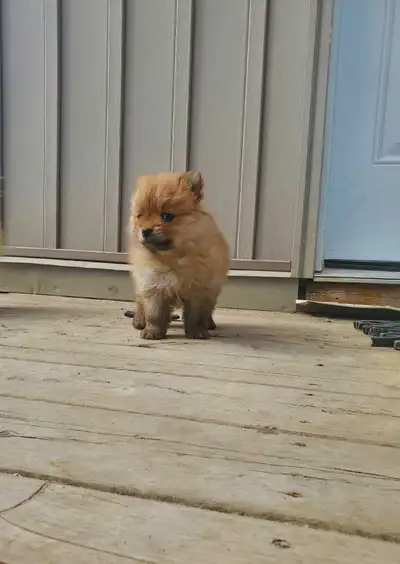 Pomeranian Puppies, View more