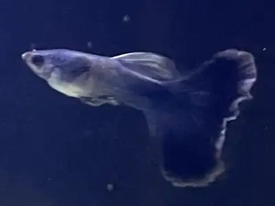Aquarium — Show Quality Blue Moscow Guppy, View more