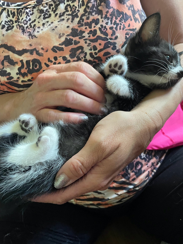 rescue kittens ready for new homes  in Cats & Kittens for Rehoming in Moncton - Image 4