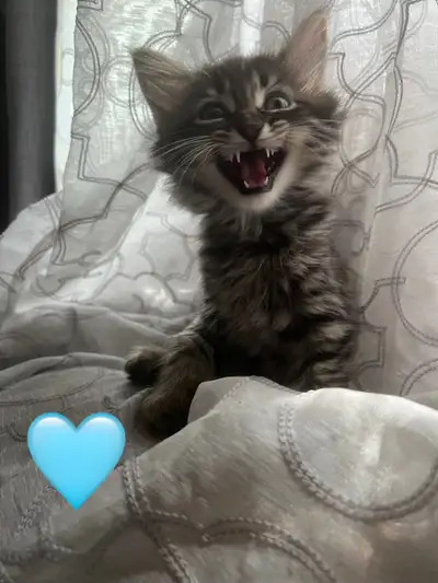 kittens looking for their FUR-ever home., View more
