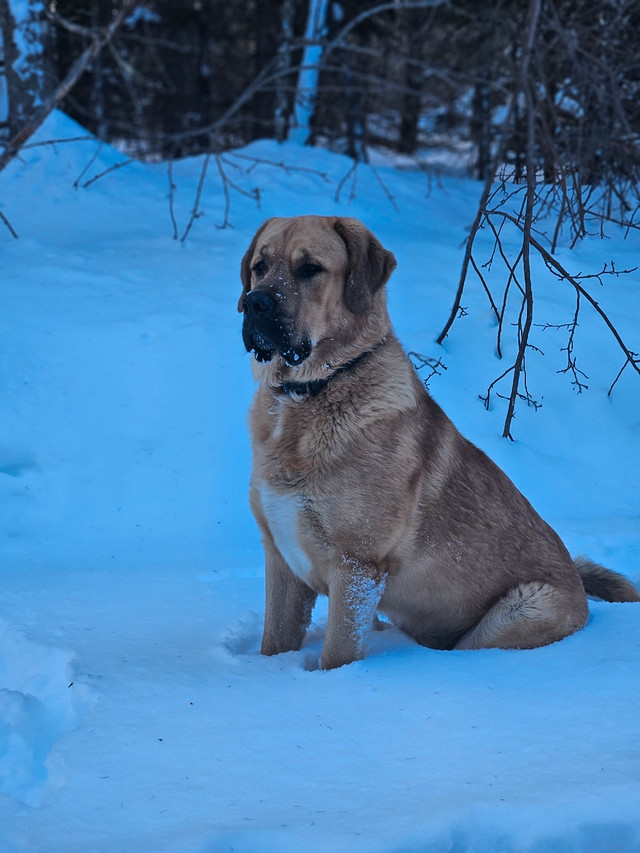 Lost male dog in Lost & Found in Cape Breton