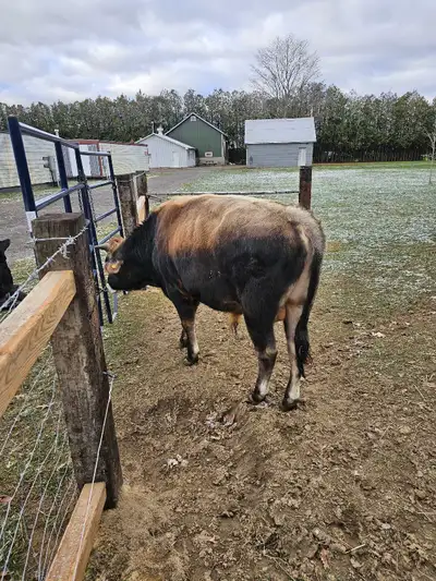 Jersey Bull mix, View more