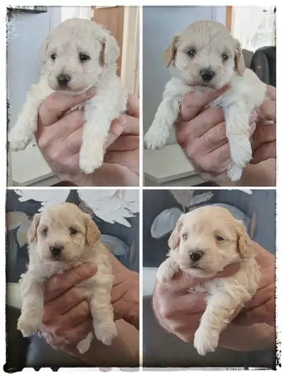 Magnifique chiots maltipoo, View more