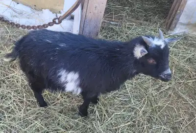 NIGERIAN DWARF  GOATS, View more