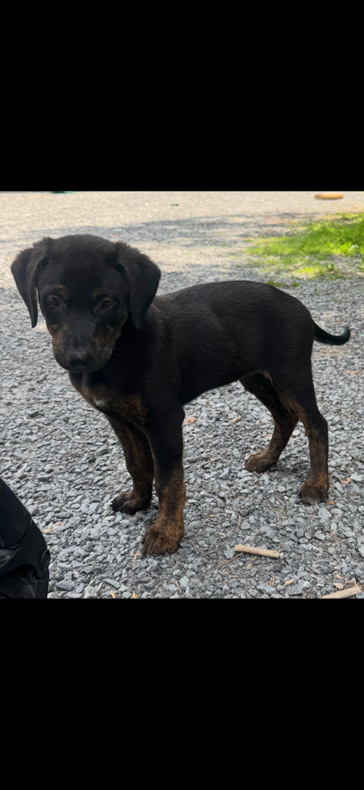 Black Hound Puppy!, View more
