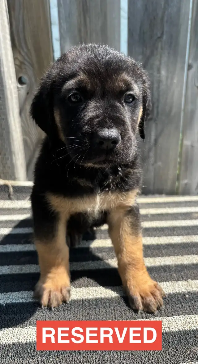 Adorable Puppies in Dogs & Puppies for Rehoming in Winnipeg - Image 7