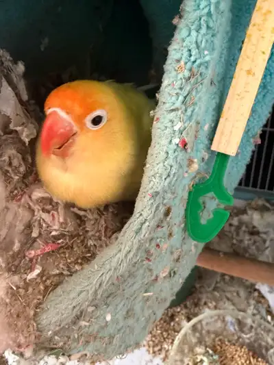 mix albino fisher peach love birds , View more