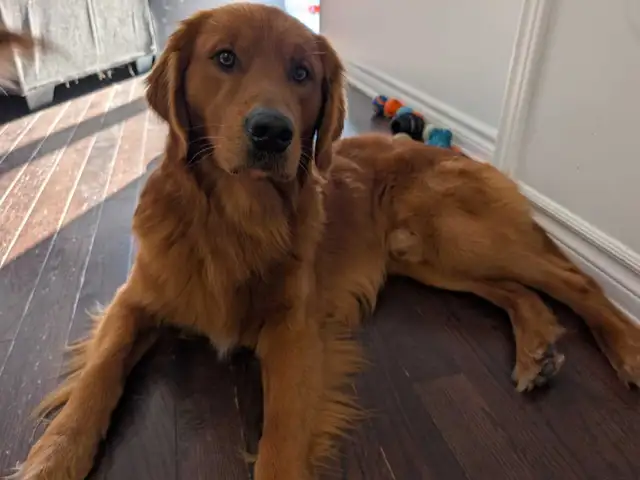 CKC Registered Golden Retriever Pups -1 female left! in Dogs & Puppies for Rehoming in Trenton - Image 9