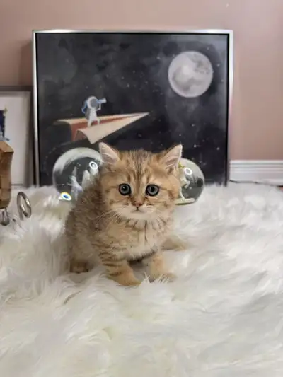 Beautiful kitten is ready to a new home, View more