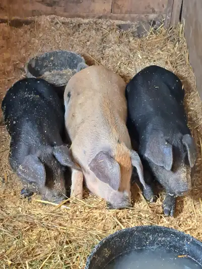 Mangalitsa/Large Black Piglets, View more
