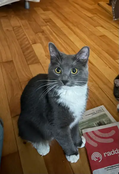 Beautiful young cats for a loving home. , View more