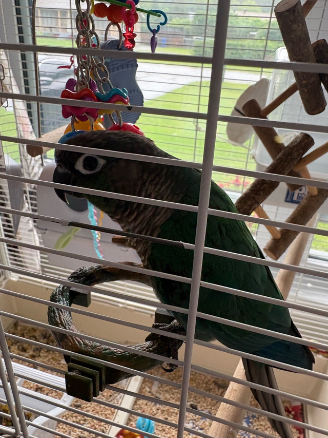 2 conures dans Oiseaux à adopter  à Laurentides - Image 4