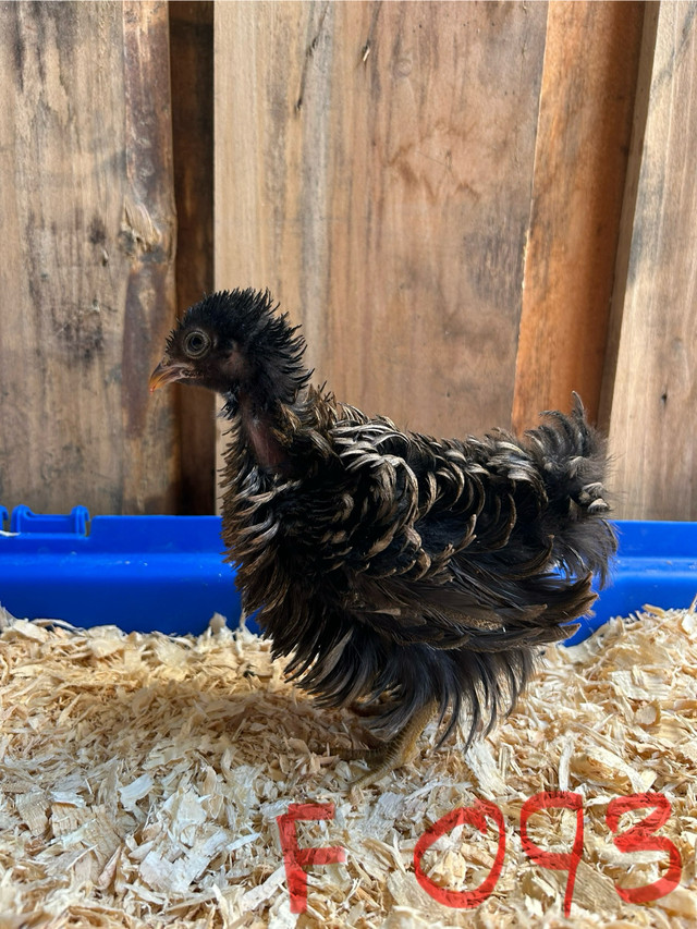 Frisé, Serama dans Animaux de ferme  à Laval/Rive Nord