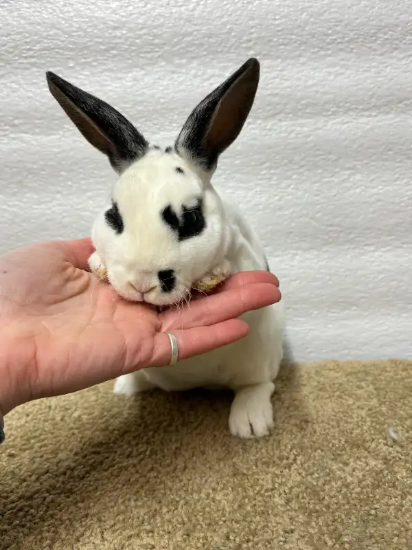 EXTRAORDINARY HOLLAND LOP BABY BUNNY RABBITS in Small Animals for Rehoming in City of Toronto - Image 9