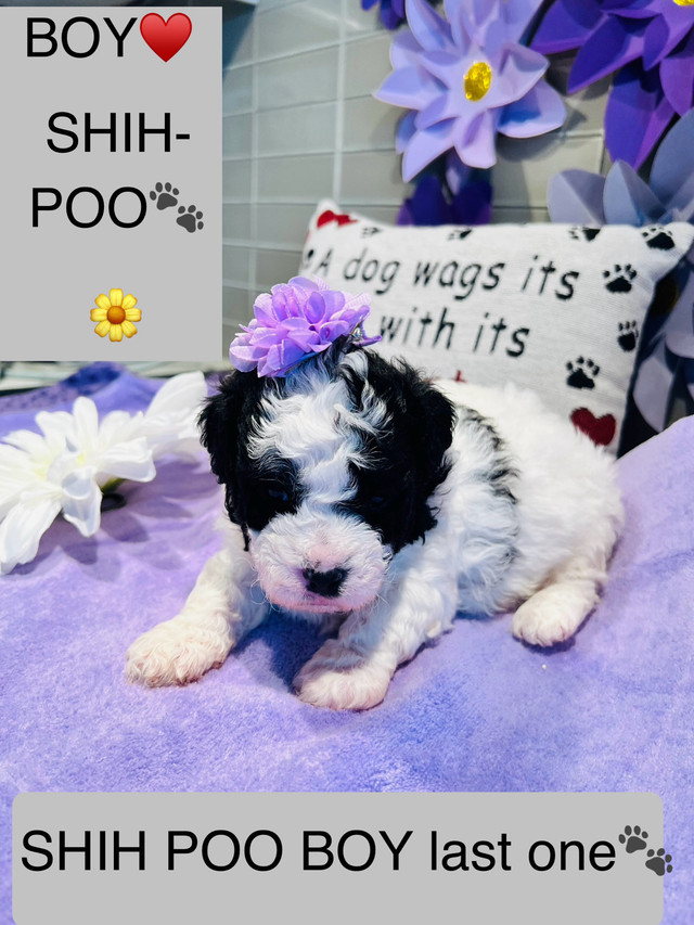 ♥️ SHIH POO PUPS  ONLY 1  BOY  LEFT♥️EXP BREEDER  30+ YRS ♥️ in Dogs & Puppies for Rehoming in Mississauga / Peel Region - Image 2