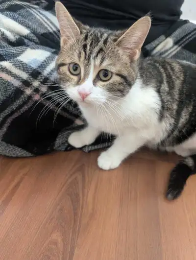 Kittens 4 months old, View more