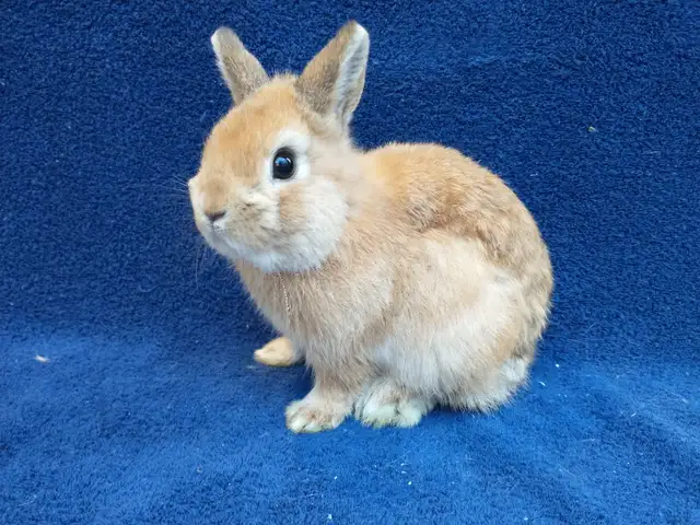 EXTRAORDINARY Netherland dwarf,Holland lop,lionhead bunny rabbit in Small Animals for Rehoming in Ottawa - Image 8