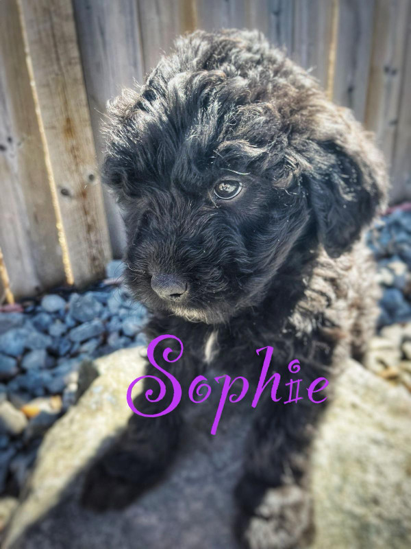 GOLDENDOODLE Pups - 2 left in Dogs & Puppies for Rehoming in Edmonton