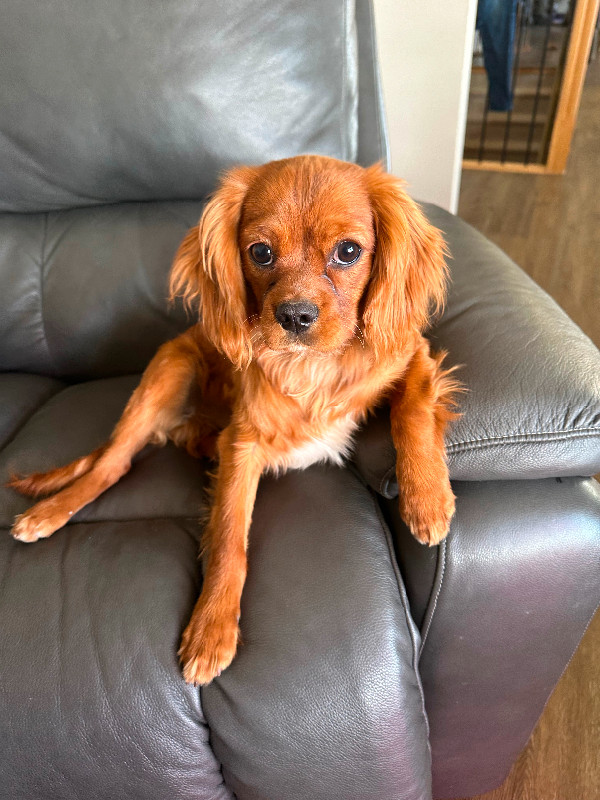 King Charles Cavalier in Dogs & Puppies for Rehoming in Lethbridge - Image 3