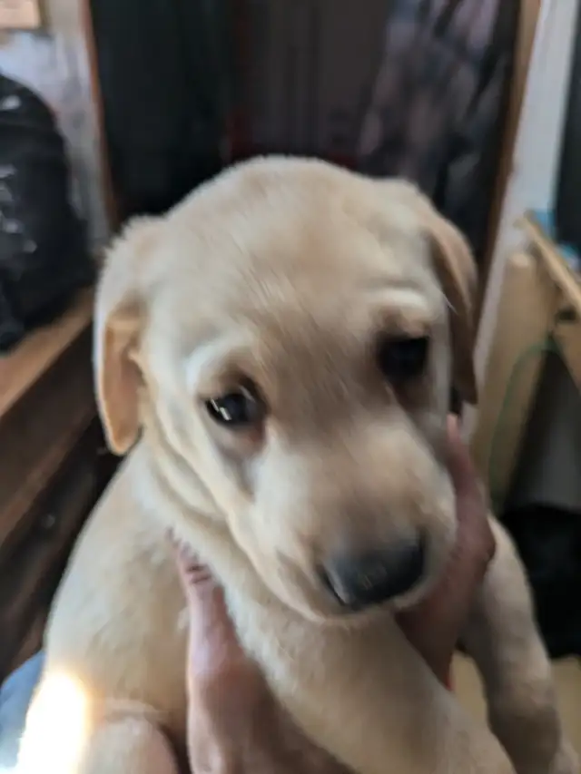 SALE..PUREBRED LAB PUPPY READY TO GO!!. ONLY FEW LEFT!! in Dogs & Puppies for Rehoming in Kitchener / Waterloo - Image 6
