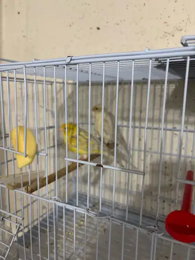 Yellow Opal and white Opal  canary pair, View more