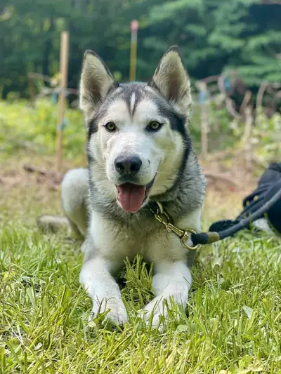 Husky mâle de 3 ans, View more