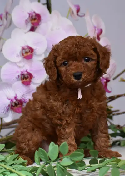 Mini F1bb English Goldendoodles, View more