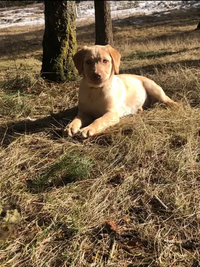 Lovely Labrador Puppies, View more