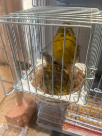 Proven Pair of Canary for Sale