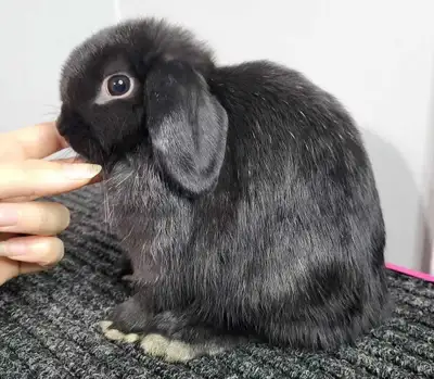 Holland lop doe, View more