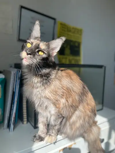 PUREBRED BIG BONED MAINECOON KITTENS, View more