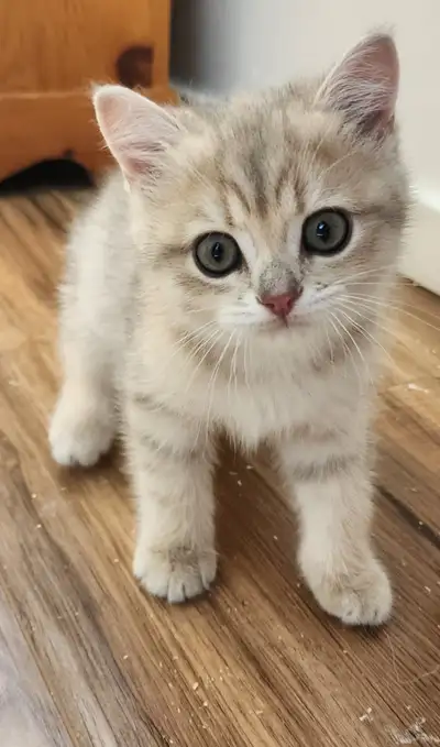 Purebred British Shorthair kittens available for rehoming. Girl:, blue golden spotted colors. I have...