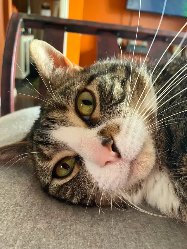 Handsome friendly 8 year old Tabby.