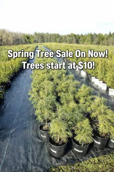Almost Spring Tree Sale, View more