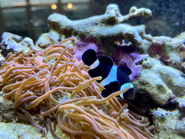 Black and White Ocellaris Clownfish and bubble tip anemone in Fish for Rehoming in La Ronge - Image 2