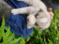 Husky Malamute Puppies looking for forever families.