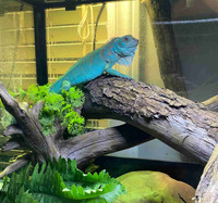 Young blue iguana 