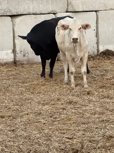 pair of coming 2 year old heifers. , View more