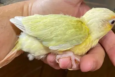 Handfeeding baby conure Mooncheek (rare type of mutation), View more