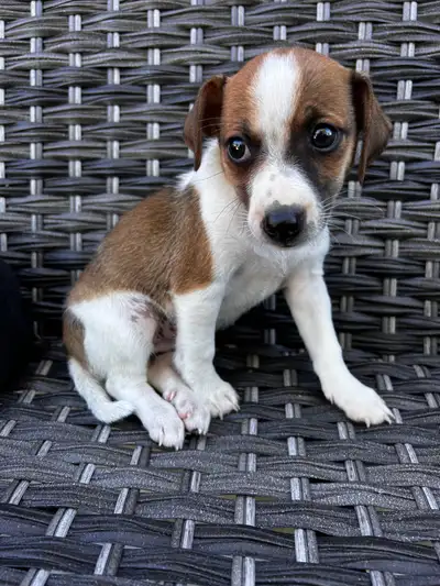 Chi Terrier (toy fox), View more