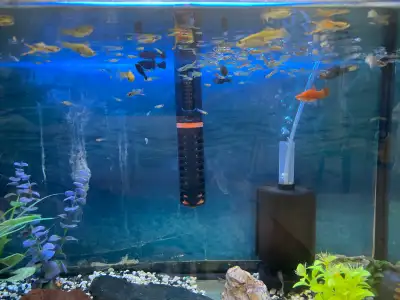 free guppy fish, View more