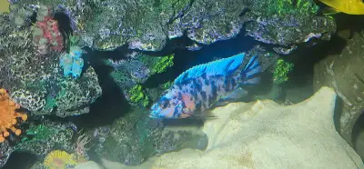 ob cichlid for sale, View more