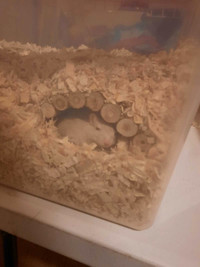Gerbils for rehoming 