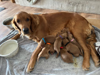 Golden Retriever Pups 