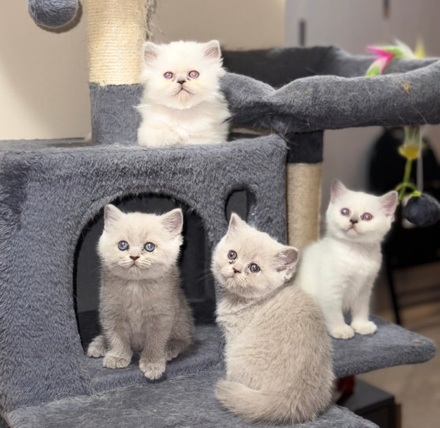 Scottish Kittens in Cats & Kittens for Rehoming in City of Toronto - Image 4