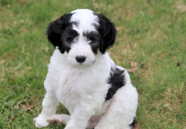 5/12 Left +++ Mini/Medium Australian Labradoodle/Double doodles in Dogs & Puppies for Rehoming in Ottawa - Image 3